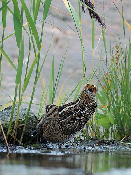 Taivaanvuohi, Common Snipe, Gallinago gallinago